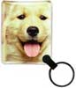 Lab / Golden Puppy thumbnail