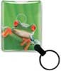 Tree Frog thumbnail