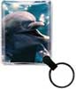 Dolphin thumbnail