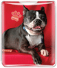 Boston Terrier thumbnail