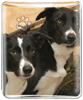 Border Collie thumbnail