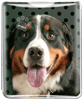 Bernese Mountain Dog thumbnail