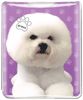Bichon thumbnail