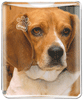 Beagle thumbnail