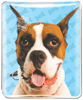 Boxer thumbnail
