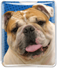 Bulldog thumbnail