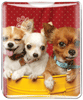 Chihuauas thumbnail