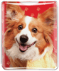 Corgi thumbnail