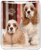 Cocker Spaniel thumbnail