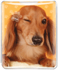 Dachshund thumbnail