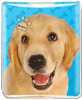 Golden Retriever thumbnail