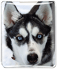 Husky thumbnail
