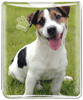 Jack Russell thumbnail
