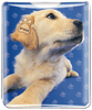 Labrador (yellow) thumbnail