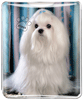 Maltese thumbnail
