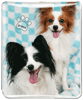 Papillon thumbnail