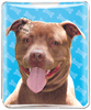 Pitbull thumbnail