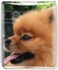 Pomeranian thumbnail
