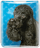 Poodle thumbnail