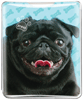 Pug thumbnail