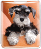 Schnauzer thumbnail