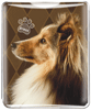 Sheltie thumbnail