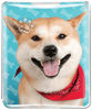 Shiba Inu thumbnail