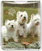 Westie thumbnail
