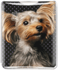 Yorkie thumbnail