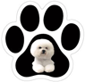 Bichon thumbnail