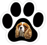 Cavalier King Charles thumbnail