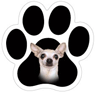 Chihuahua thumbnail