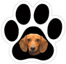Dachshund thumbnail