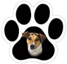 Jack Russell thumbnail