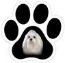 Maltese thumbnail