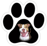 Pitbull thumbnail
