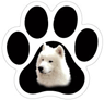 Samoyed thumbnail