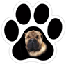 Shar Pei thumbnail