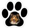 Sheltie thumbnail