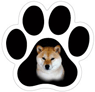 Shiba Inu thumbnail