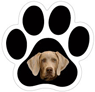 Weimaraner thumbnail