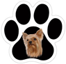 Yorkie thumbnail