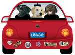 Labrador thumbnail