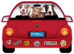 Pitbull thumbnail