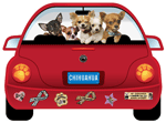 Chihuahua thumbnail