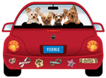 Yorkie thumbnail