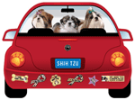 Shih Tzu thumbnail