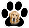 Golden Retriever thumbnail