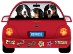 Bernese thumbnail