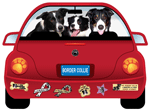 Border Collie thumbnail